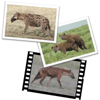 fotosammlung citizen science