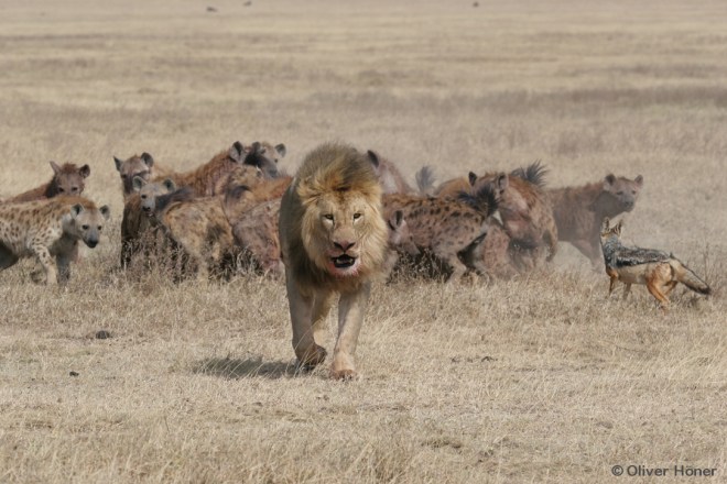 Lions are the fiercest competitors