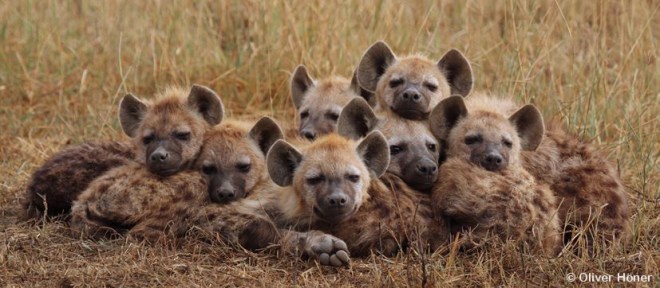 Hyenas