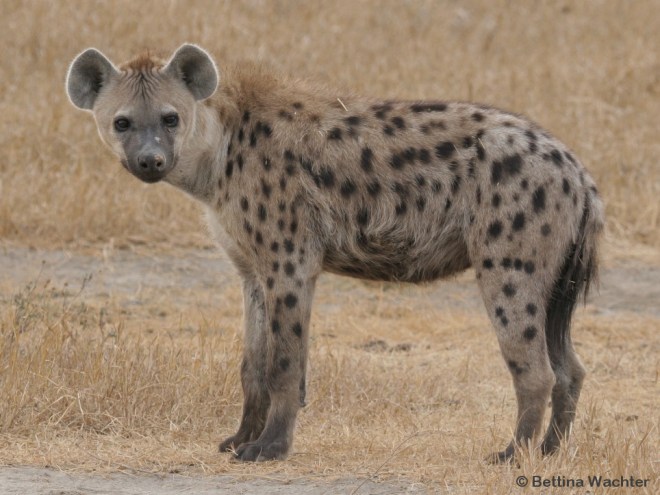 Young adult spotted hyena