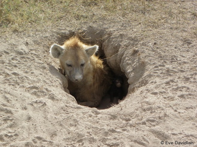 Birth den with one single, narrow entry