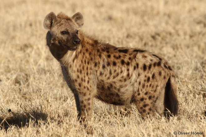 Spotted Hyena (Crocuta crocuta)