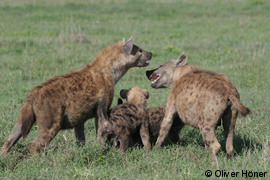 Hyena cubs interacting with adults