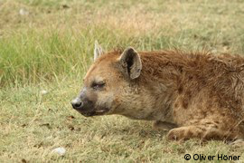 Sick hyena