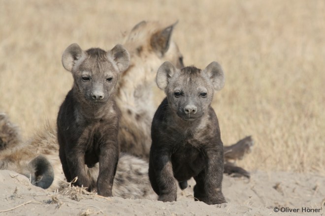 Size comparison of twins