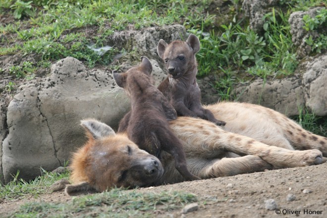 Twins fight for social status