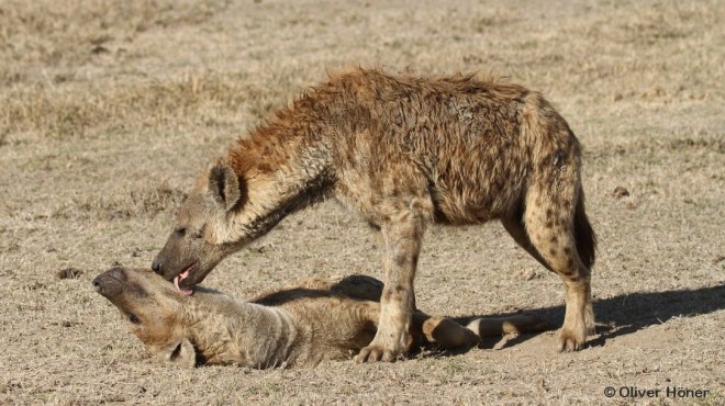 Spotted hyena male grooms female
