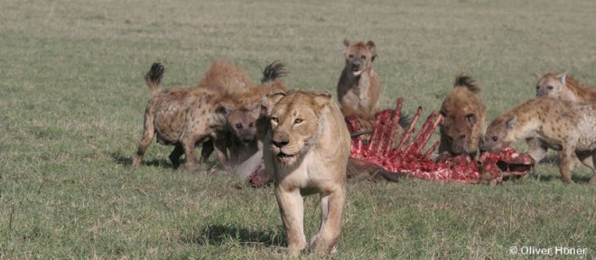 Conflict with lions