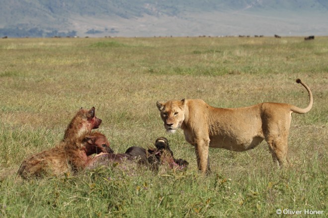 Two hyenas and one lioness at wildebeest kill