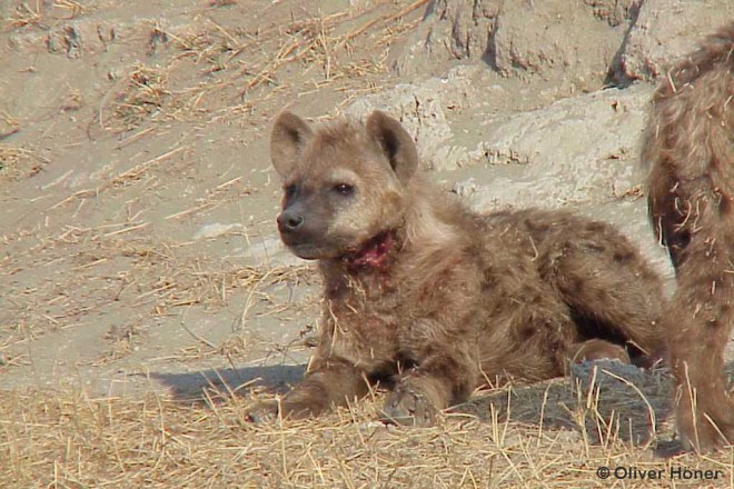 Infection with dangerous bacteria