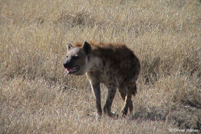 Swelling due to bacterial infection