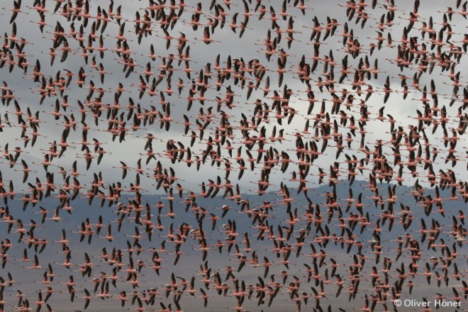 Flamingos in the Ngorongoro Crater
