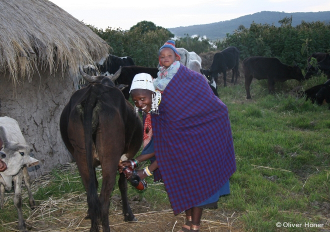 Maasai woman milking a cow