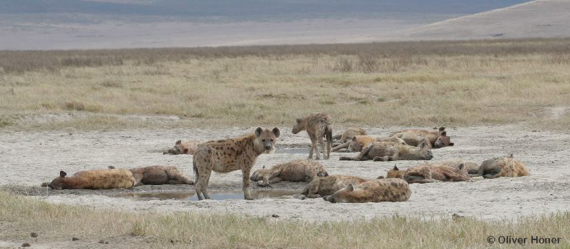 Ngorongoro Hyena Project