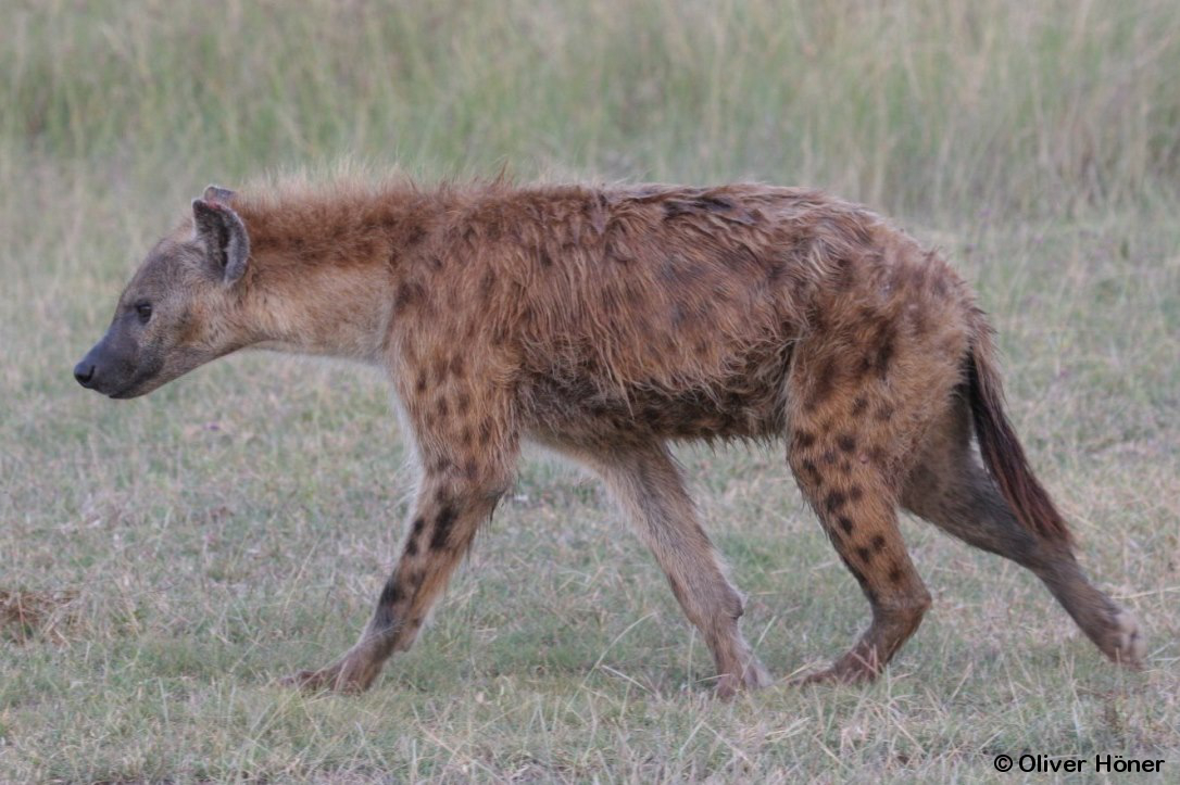 Ngorongoro Hyena Project