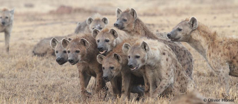 Females in a coalition