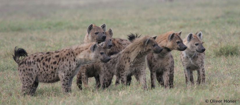 Ngoitokitok - Chubbies
