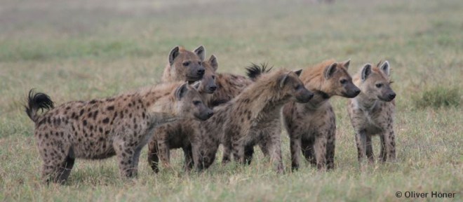 Ngoitokitok - Chubbies