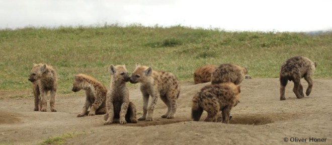 Shamba - Comeback-Boys