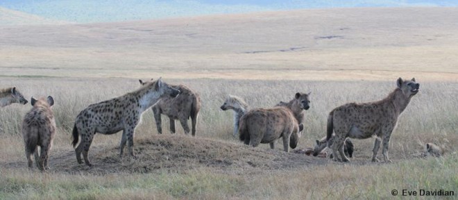 Engitati - Hide-and-Seek-Players