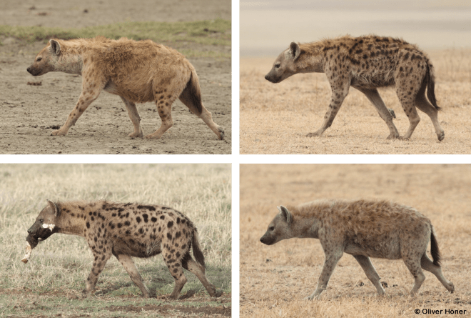 Every spot pattern is different