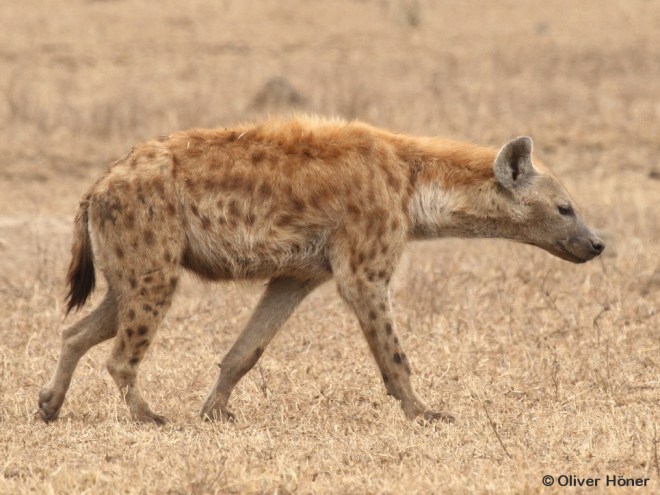 Spot pattern of Mfano when he was 10 years and 10 months old