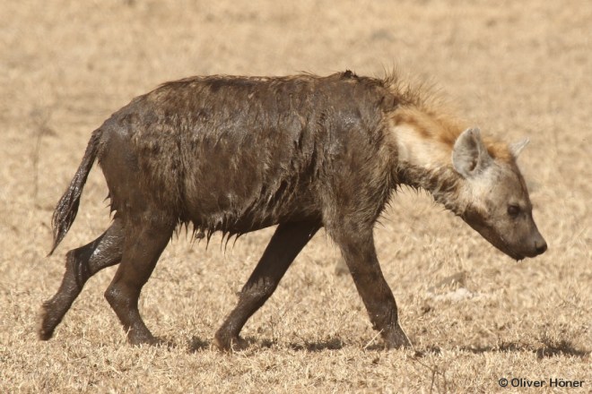 A very dirty hyena