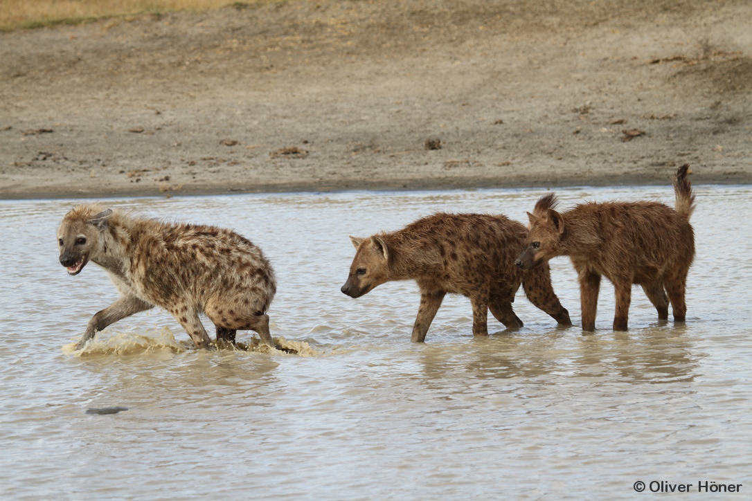 Clear dominance relationship