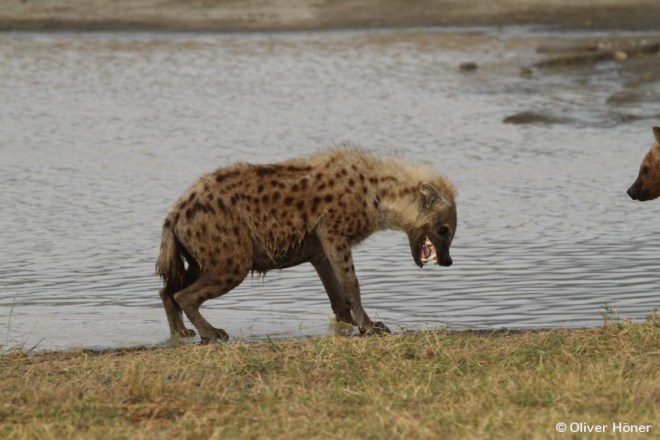 Typical submissive behaviour