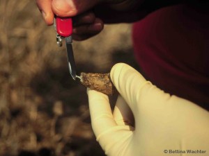 Sample collection for paternity analysis