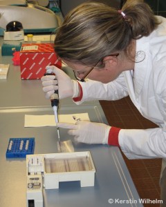 Paternity analysis in the lab