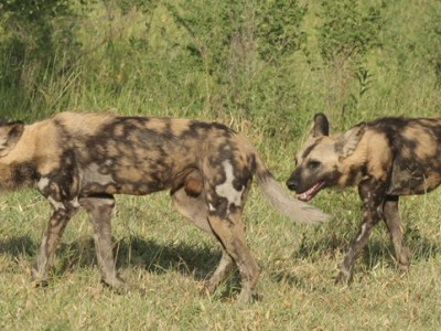 Wild dogs back in the&nbsp;Crater!