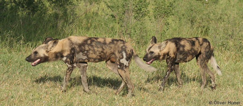 Wild dogs back in the&nbsp;Crater!
