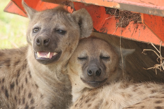 Dagmar Thierer and Stephan Karl