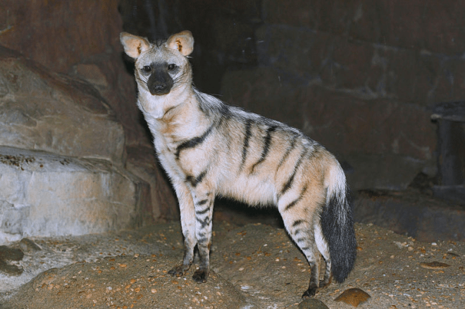 Aardwolf (Proteles cristata)
