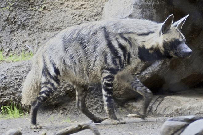 Striped hyena (Hyaena hyaena)