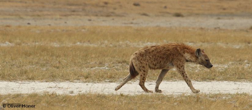 Dispersing hyena male