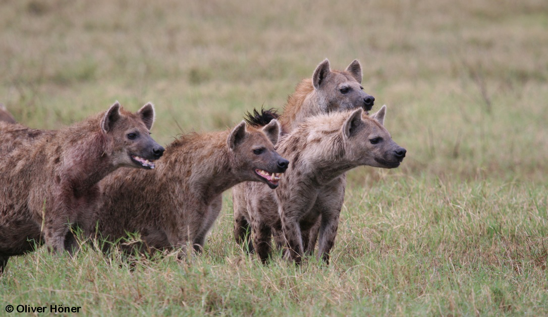 08_04b_Blog_Philos_vs_Dispos_red_c