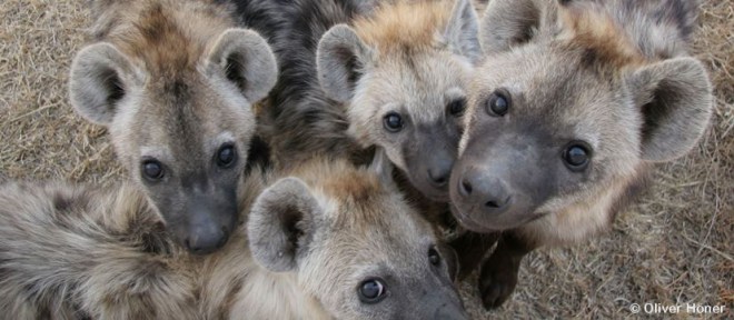Hyena cubs