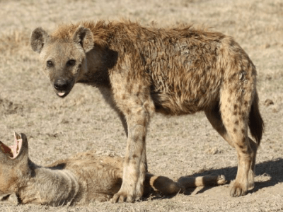 It’s tough to be a male in&nbsp;love