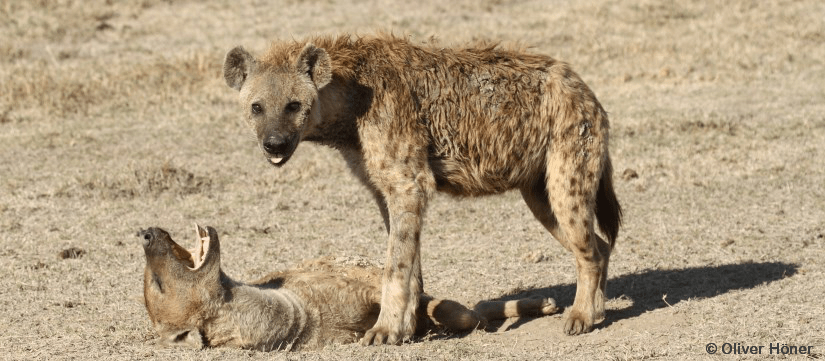 It’s tough to be a male in&nbsp;love