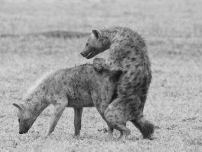 To eat or to mate that’s the&nbsp;question