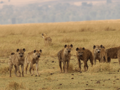Friends over muscles: How female hyenas came to dominate&nbsp;males