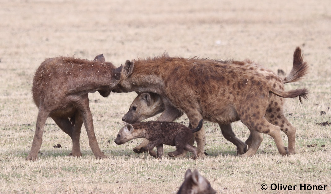 08_07a_Blog_Female dominance_crop