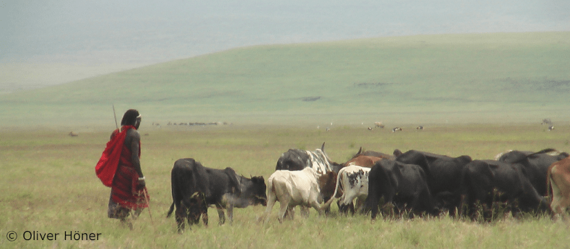 Emotions and cultural importance help us understand the “beef” between pastoralists and large&nbsp;carnivores