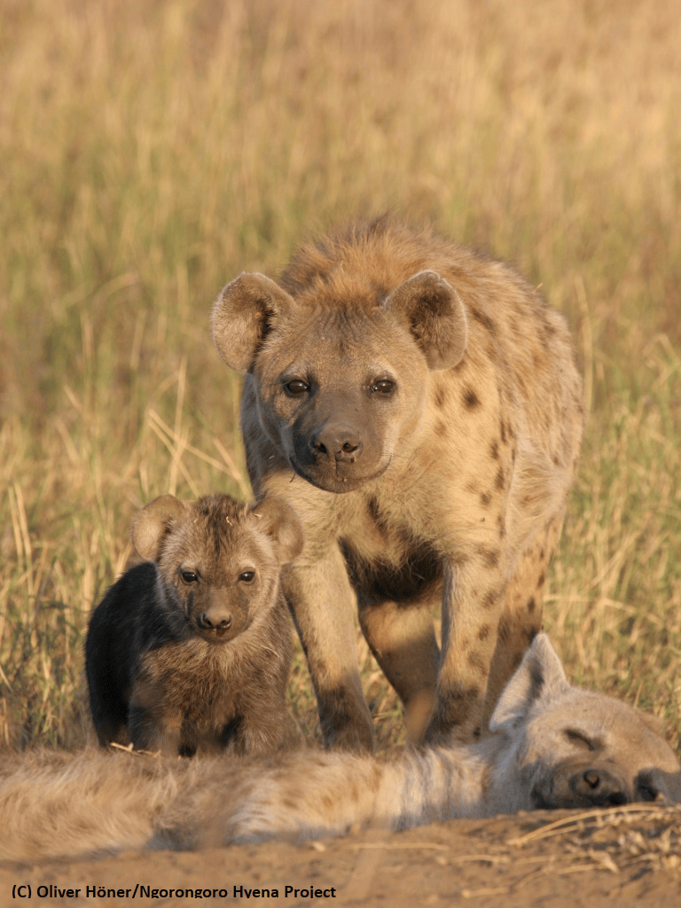 Less aggression when females rule – Ngorongoro Hyena Project