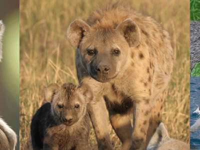 Willingness to help depends on family&nbsp;size