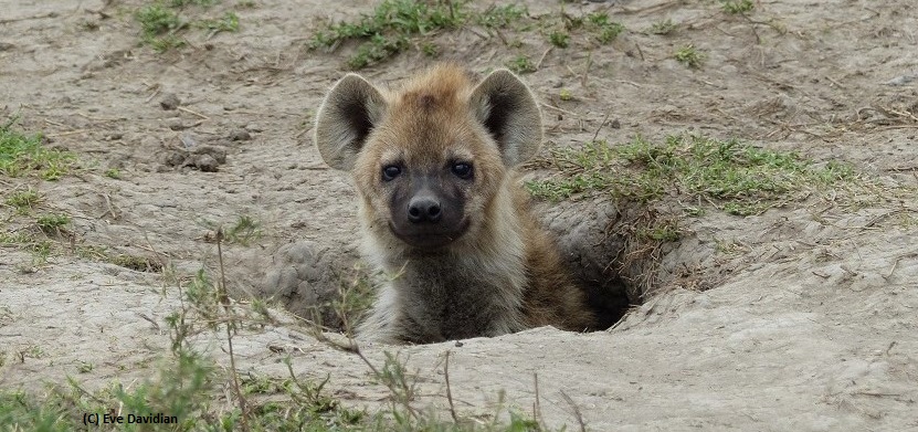 朱羅 hyena Ngorongoro Hyena Project